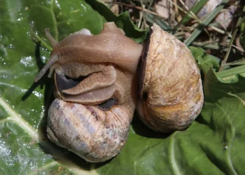 Estudo mostra que moluscos eram alimento básico para populações do Mesolítico