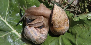 Estudo mostra que moluscos eram alimento básico para populações do Mesolítico