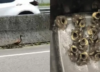 PRF interrompe trânsito na BR-101, em SC, e resgata marreca com dez filhotes