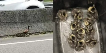 PRF interrompe trânsito na BR-101, em SC, e resgata marreca com dez filhotes