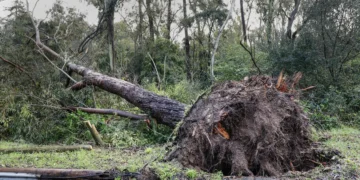 Mau tempo: retirar árvores é uma das prioridades do Governo
